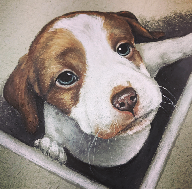 Brittany Puppy