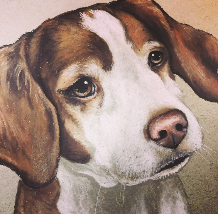 Brittany Spaniel