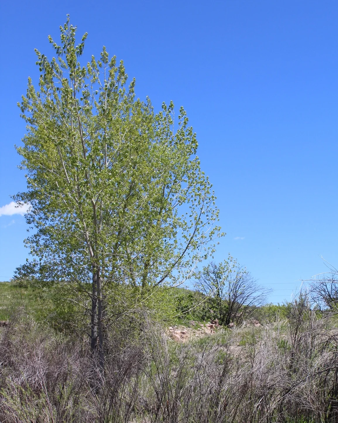 great+tree.jpg