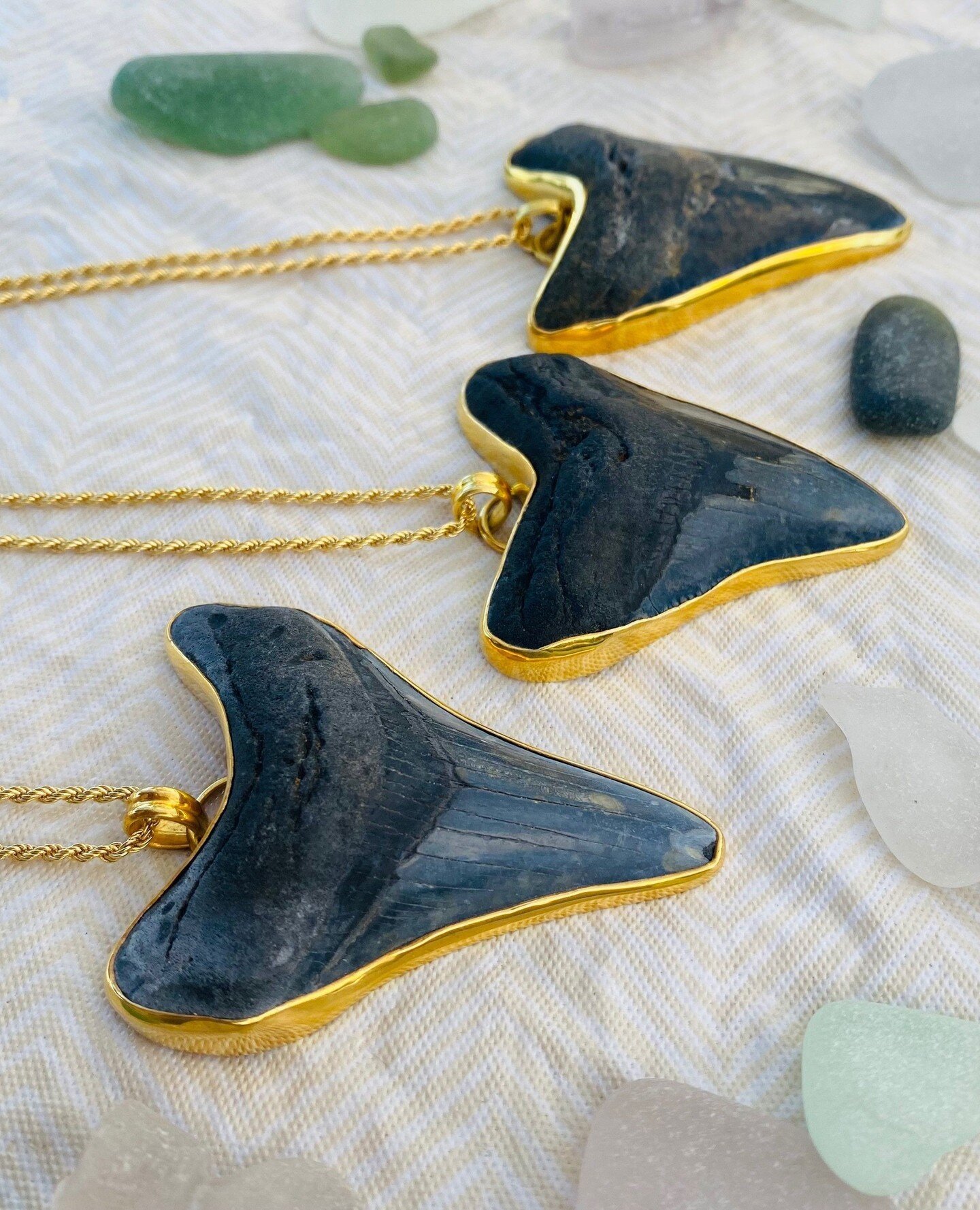 Megalodons were impressive sharks, reaching lengths of nearly 60 ft, that inhabited the prehistoric oceans around 5 - 20 million years ago. Our collection of Megalodon teeth was discovered off the coast of Wilmington, North Carolina. We are temporari