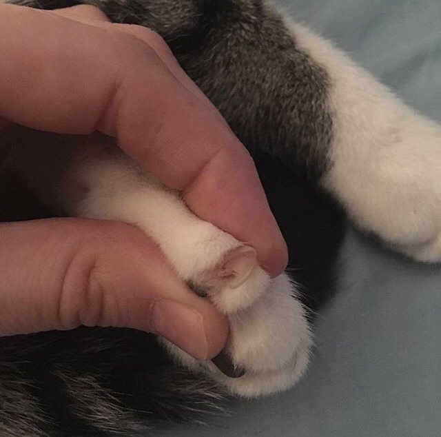 Cat has dark spots on nails. Is this fungus or dirt? Should I be concerned?  | TheCatSite
