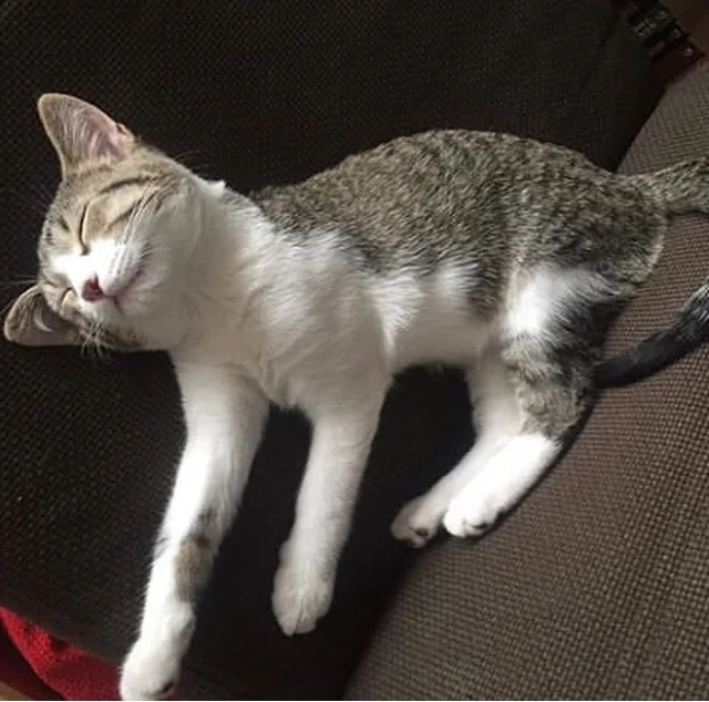 Tom having a nap.
