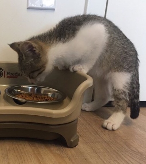 Tom at his food bowl when he was new to our family.