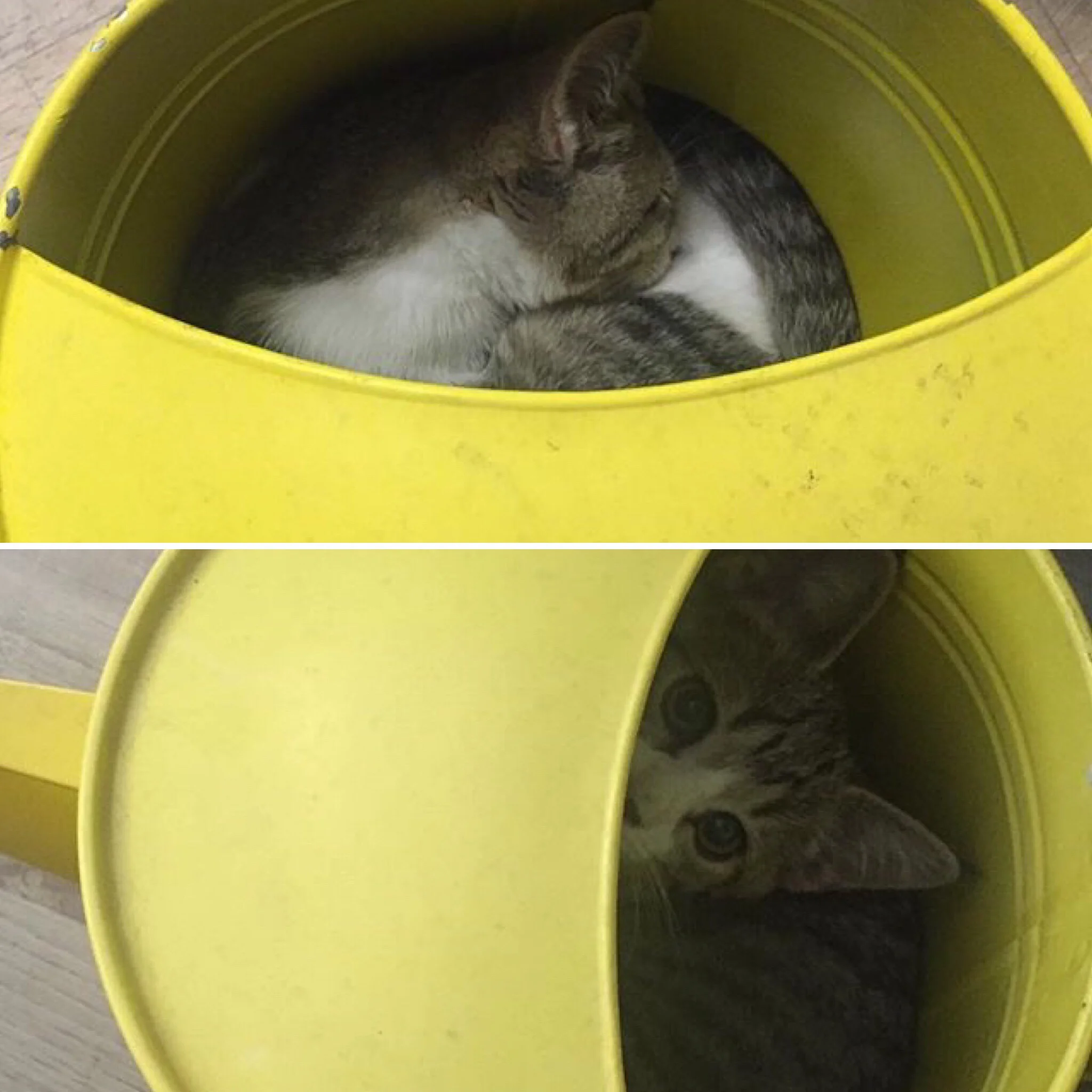 Tom in his old watering can nap spot.