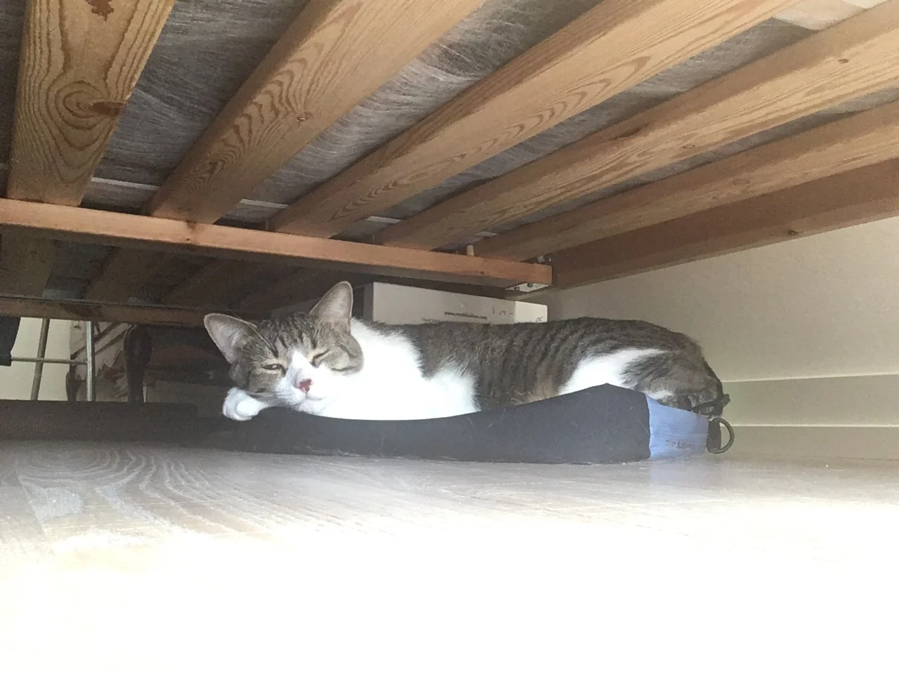 Where Tom was hanging out under the bed on the laptop bag as I composed this blog entry.