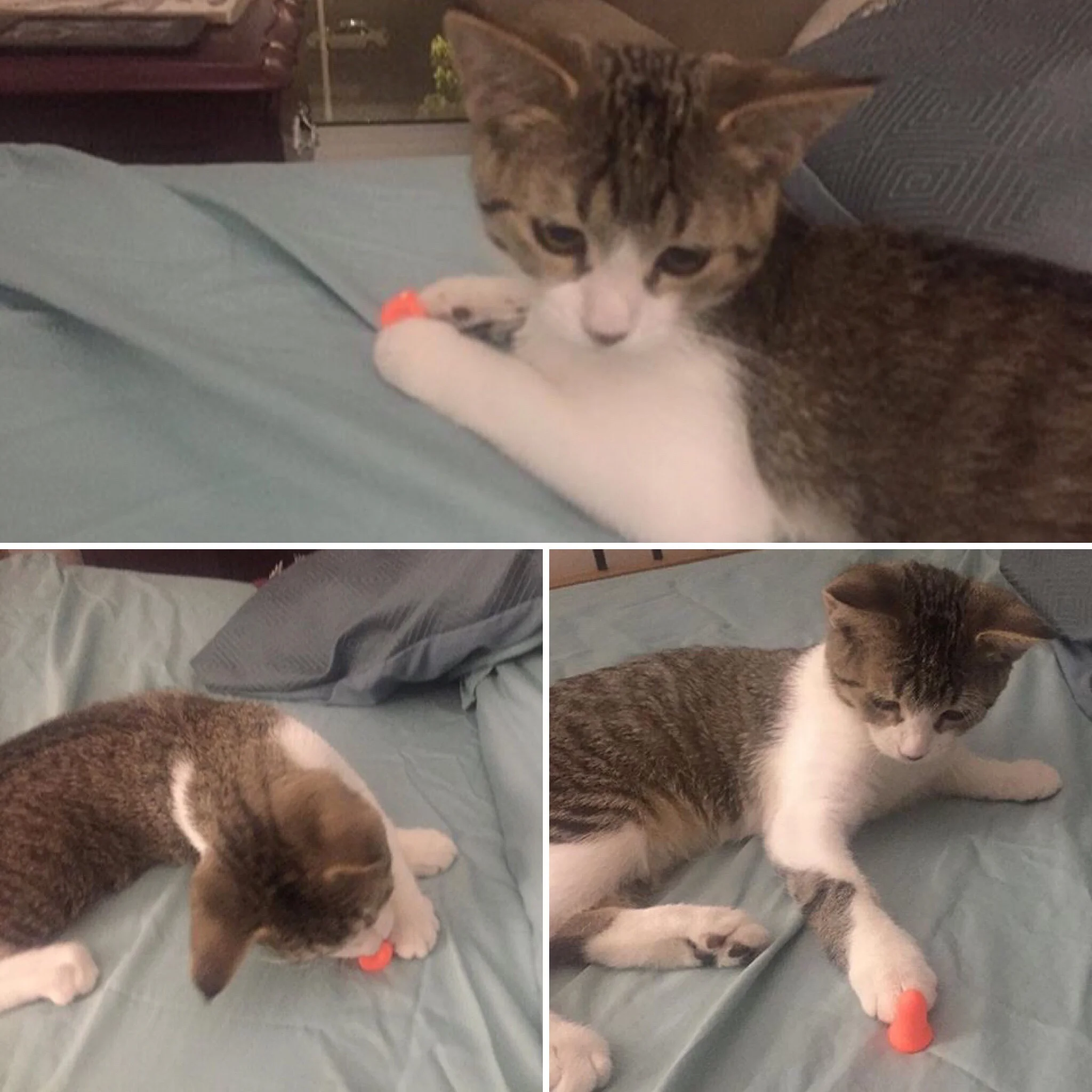Tom loves hunting ear plugs and pretty much anything he can bat around and/or carry in his mouth. Those primal hunting instincts go deep and are something we should appeal to in creating play opportunities for our cats.