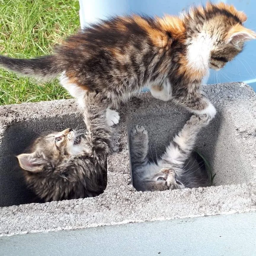 Playtime: Jellybean (left), Pixie (middle), and Trooper (right).