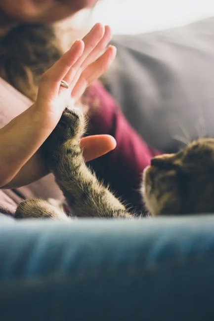 Cat gives their human a high five.