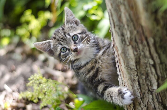 Cat enjoying being in a tree.