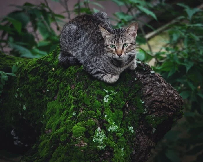 Cat on moss-covered tree.
