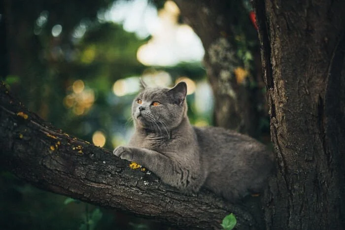 Cat chilling on a tree branch.