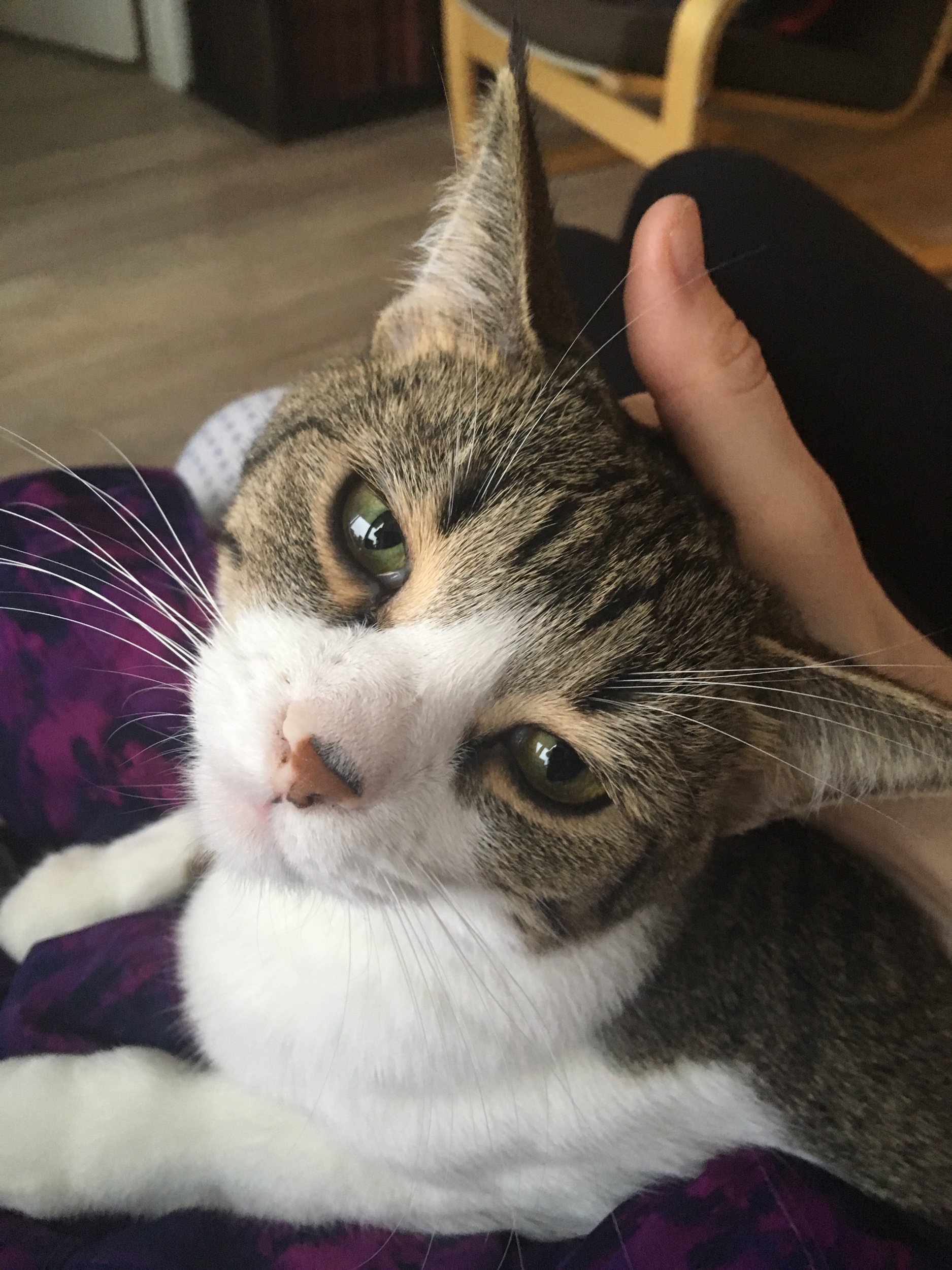 Tom enjoys some pets on my lap.