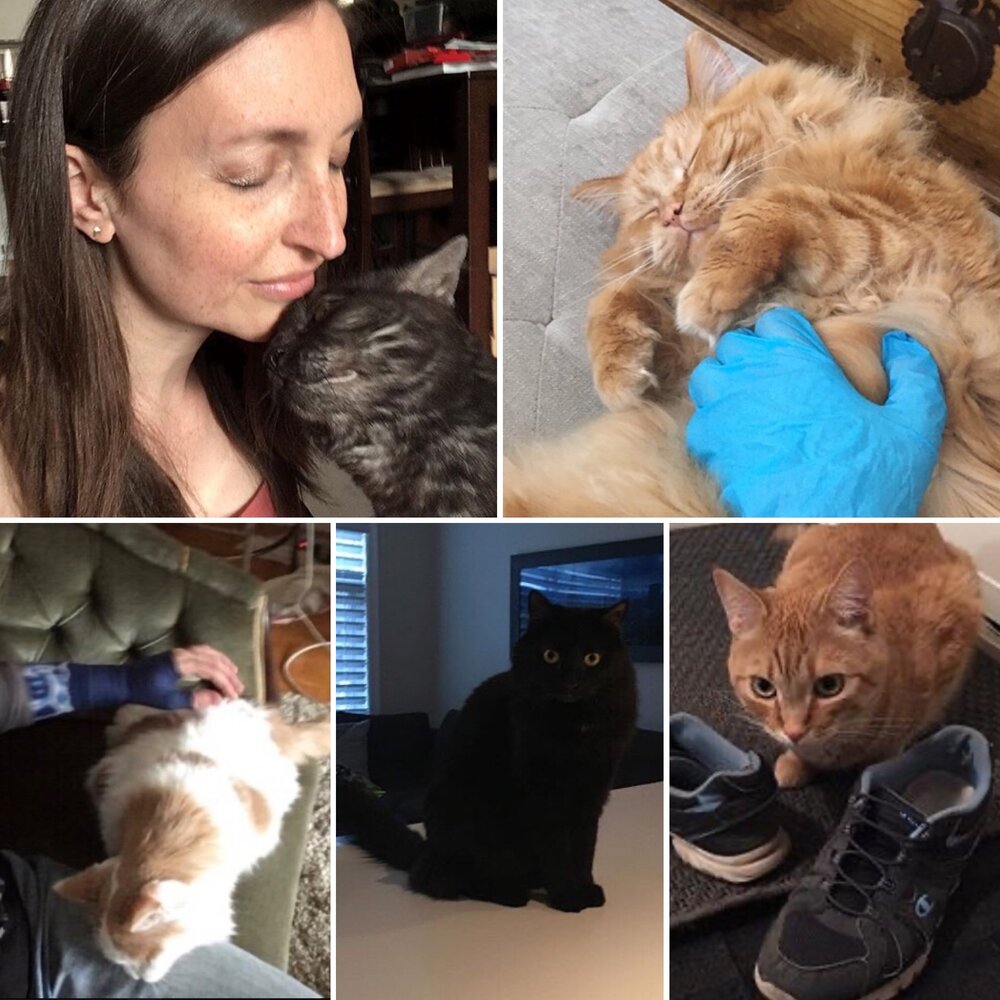  Poppy, Sir Winston Purrchill, Prince, Shadow, and Tigger