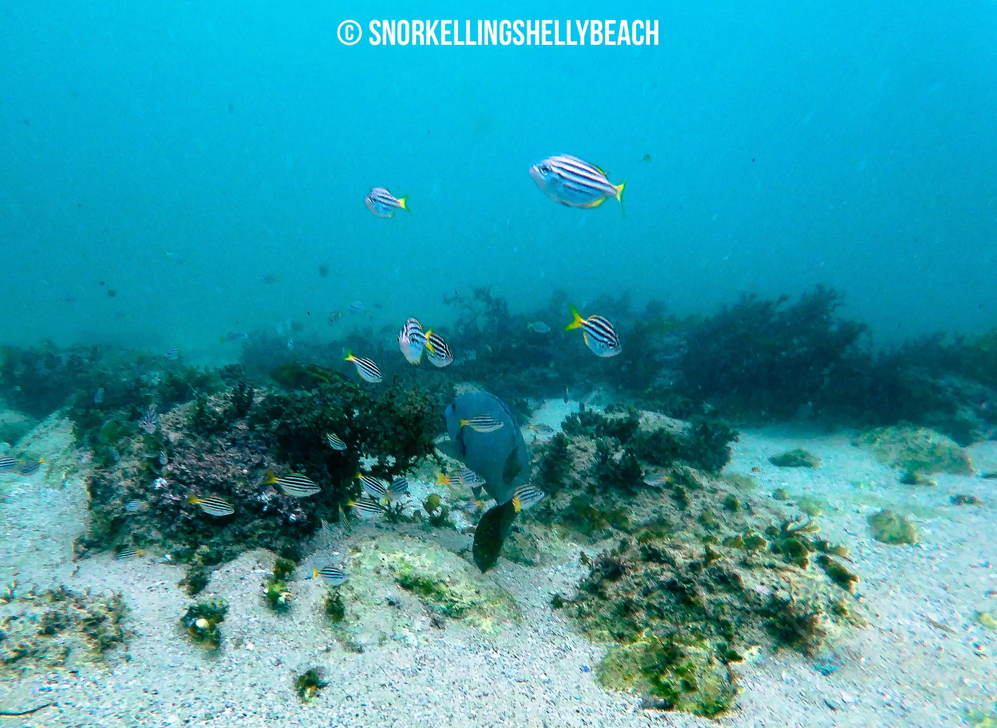 Snorkel-1-11.jpg