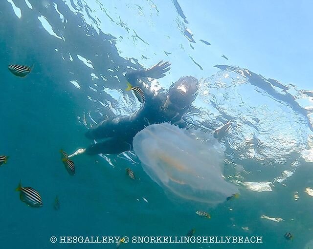 While we cannot take you to enjoy the marine reserve with us, we can bring the beauties to you here! Huge thank you to @hesgallery_h for helping us selecting the best shots to make this possible 😍
#destinationnsw
#australia 
#tourismaus
#ilovesydney