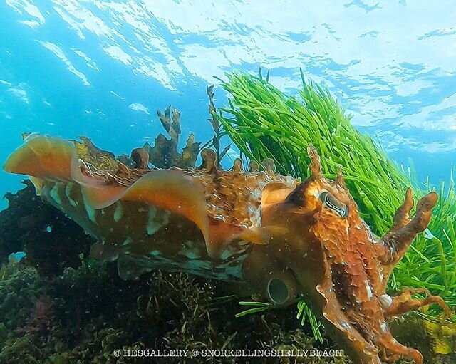 It&rsquo;s breeding season 🥰 then expect to see more Giant Cuttlefish around 😍Sepia apama (scientific name) spawn from April to September! Who else loves those guys? 
#snorkellingshellybeach
#lovemanly 
#manlybeachaustralia 
#ilovensw 
#ilovesydney