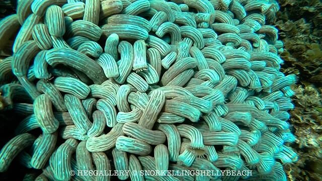 Lunch time noodles 🍜 
Finger Zoanthid (Zoanthus Praelongus) is this bright green looking like noodle from the anemones family! So cool! Have you guys seen it in our marine reserve? 
#snorkellingshellybeach
#lovemanly 
#manlybeachaustralia 
#ilovensw