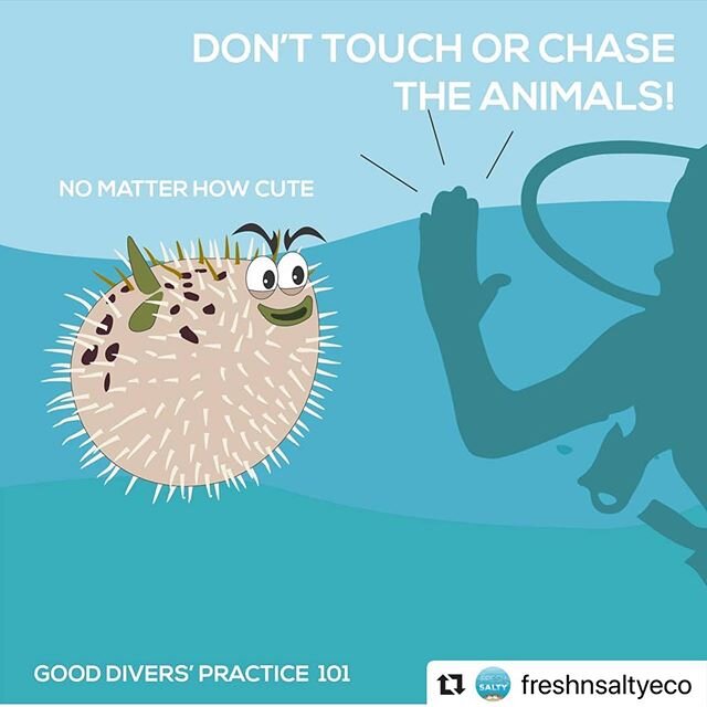 Reposting@freshnsaltyeco ・・・
Here's a rule of thumb underwater - don't touch anything! All marine life is covered with a thin layer of anti-bacterial coating which gets wiped out with every touch, exposing poor critters to diseases and infections. So