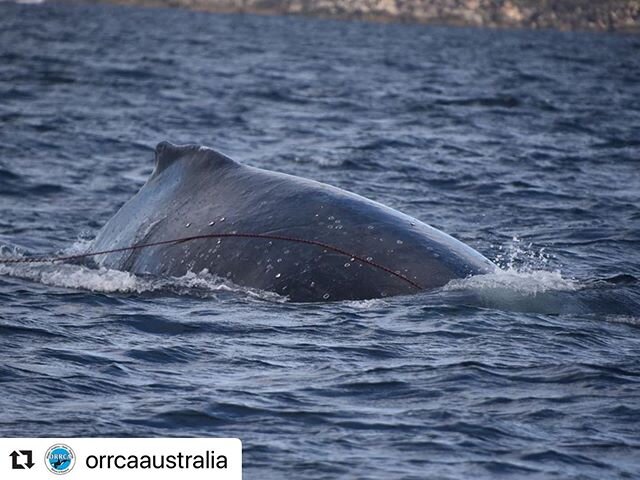 Reposting @orrcaaustralia
・・・
WE NEED YOUR HELP

The ORRCA Rescue team have had a confirmed sighting of an entangled Humpack this morning. 
Sighting: Manly, NSW. 
Details: approx 2.5 nautical miles off shore.
Observation: this whale has a length of r