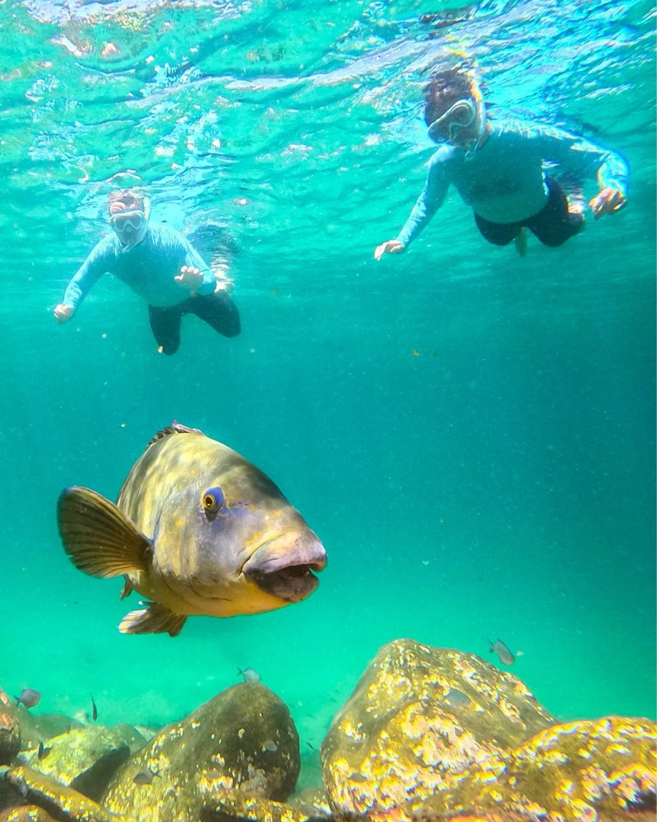 At Shelly Beach, every snorkelling experience is about more than just the ocean. It&rsquo;s about feeling safe, supported and fully present in the moment. 🌊🐠

With the professional team at Snorkelling Shelly Beach, our guests can relax, explore cry
