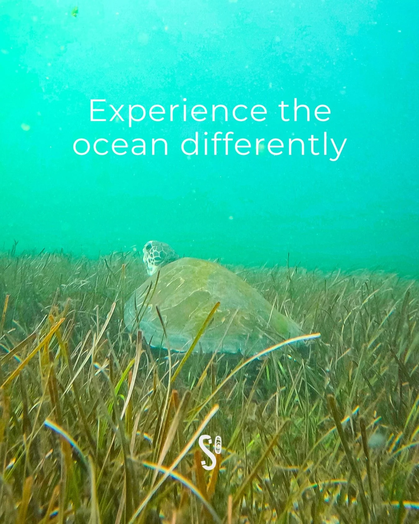Beneath the surface, every encounter becomes a reminder of how alive the ocean truly is. Experience the ocean differently.🤿🩵

#snorkellingshellybeach #manlybeach #lovemanly #hellomanly
