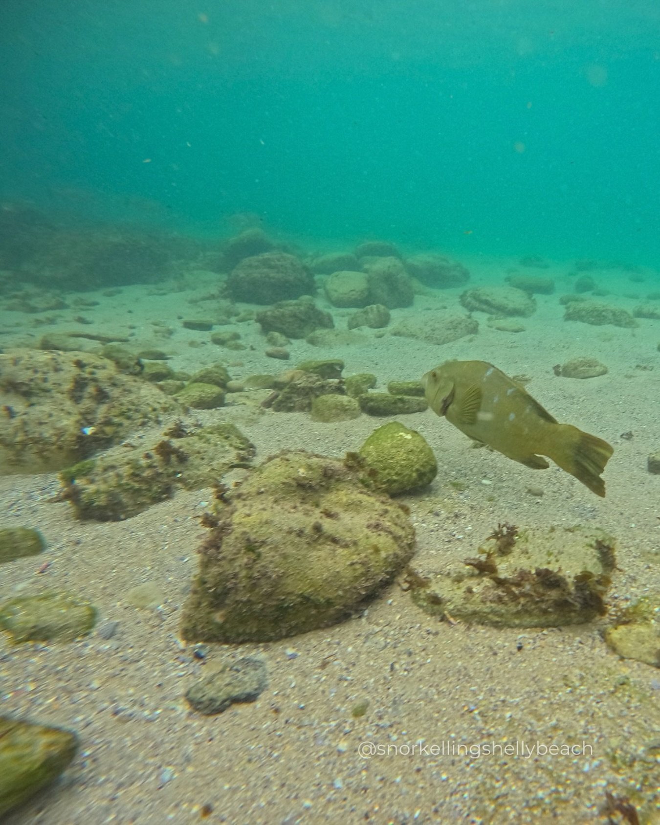 Not everything is obvious at first glance.🐠 Sometimes the most incredible things are right in front of you, just waiting to be noticed.

Would you spot this fish?

#snorkellingshellybeach #experiencemanly #tourismaustralia