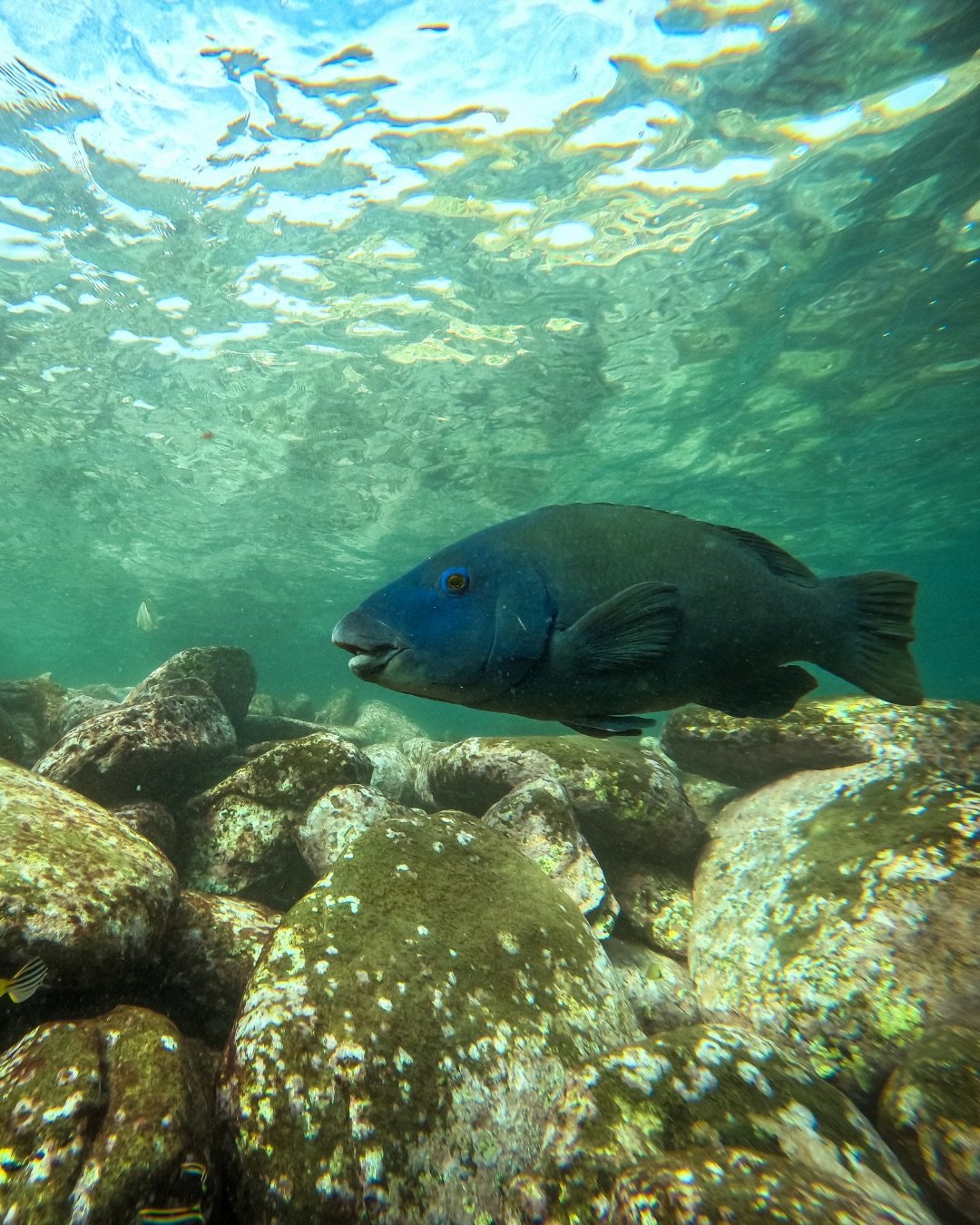 Visiting Shelly Beach is about more than spending a day at the beach. 🤿 Snorkelling gives you the chance to discover the incredible marine life that makes this one of Australia&rsquo;s most unique coastal destinations.

Among the highlights is the B