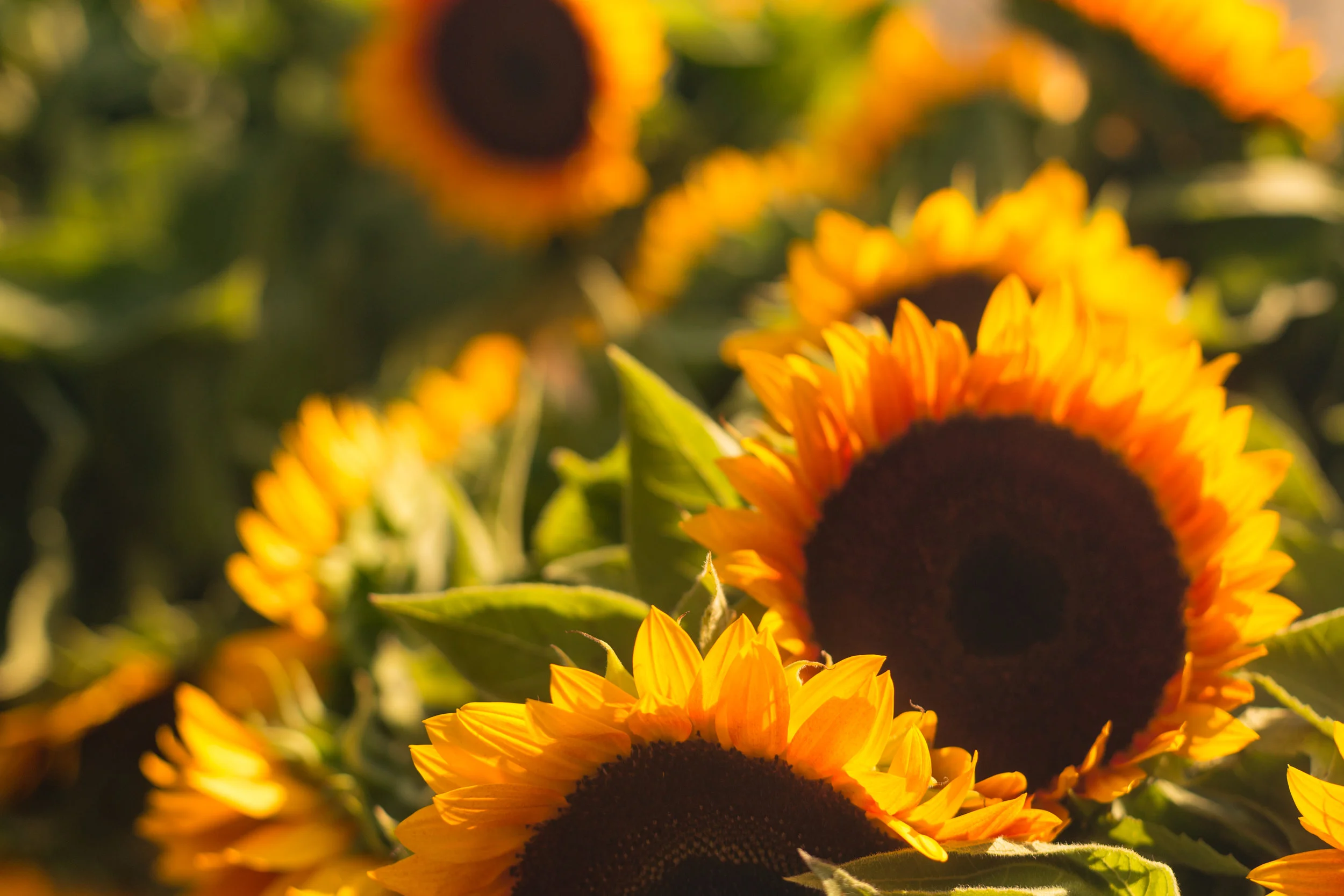 New expanded summer schedule now open!