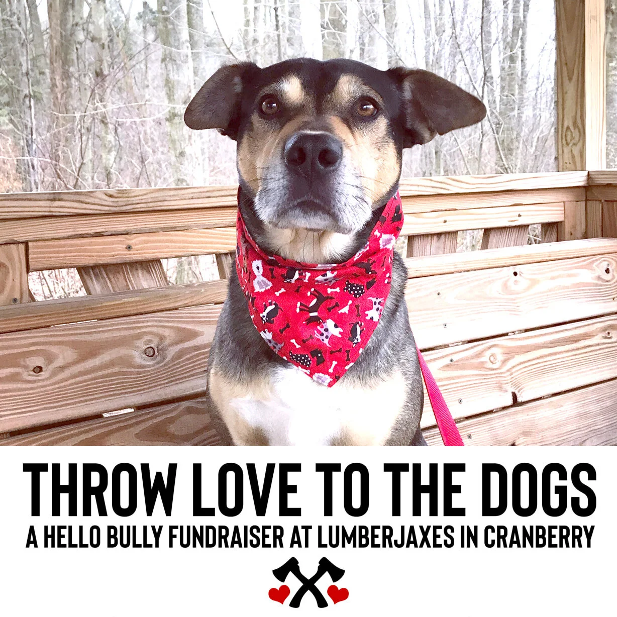 Throw Love to the Dogs