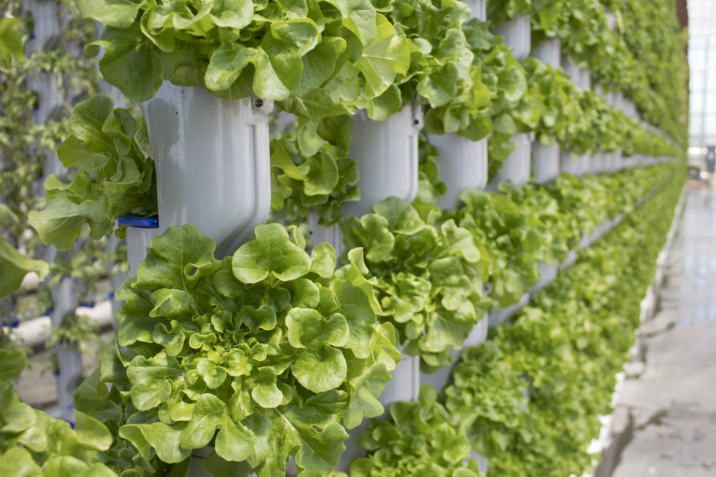 From seedling to harvest, each plant is in our system for only 28 days before being delivered to our retail partners.
