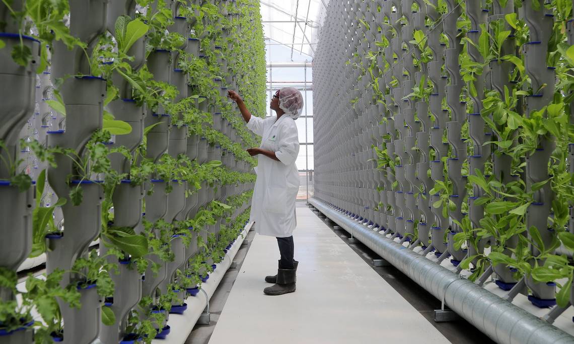 Our greenhouses are managed by a skilled team of agronomists to ensure our plants receive the correct amount of CO2, sunlight, nutrients, and water.