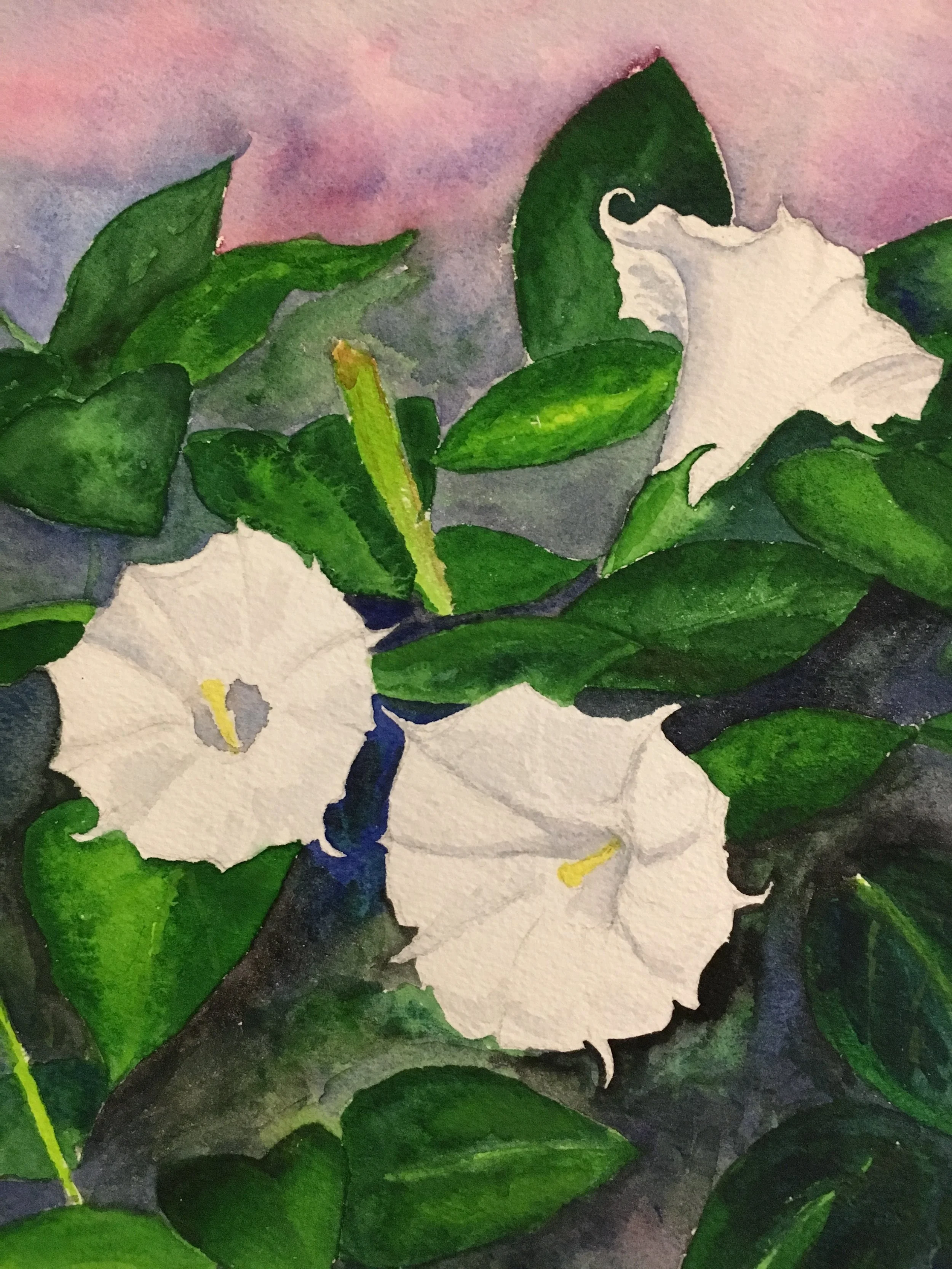 Moonflower closeup.JPG