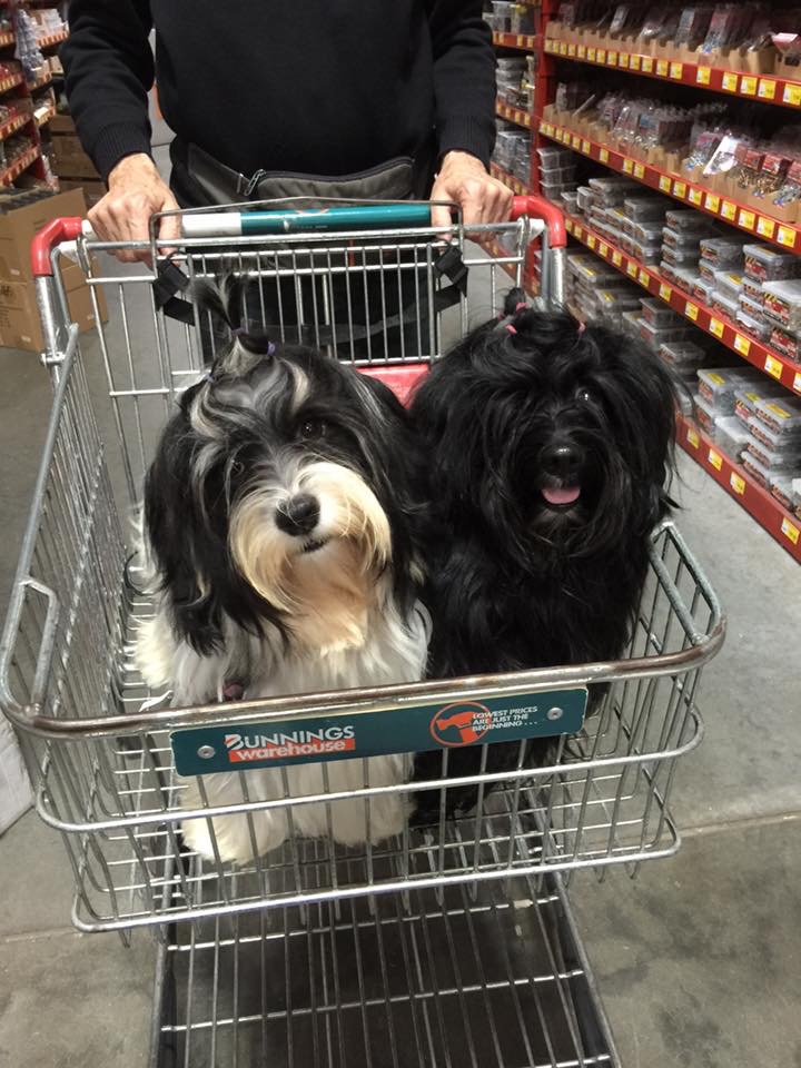 Ted and Rebel enjoy shopping at Bunnings.