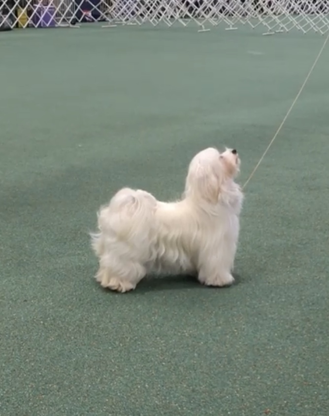 Congratulations to Beljala Better Believe It (one of Lilliana’s Puppies) and Cris Henderson On winning a 16 point Best Of Breed In Melbourne on Saturday 27 July.