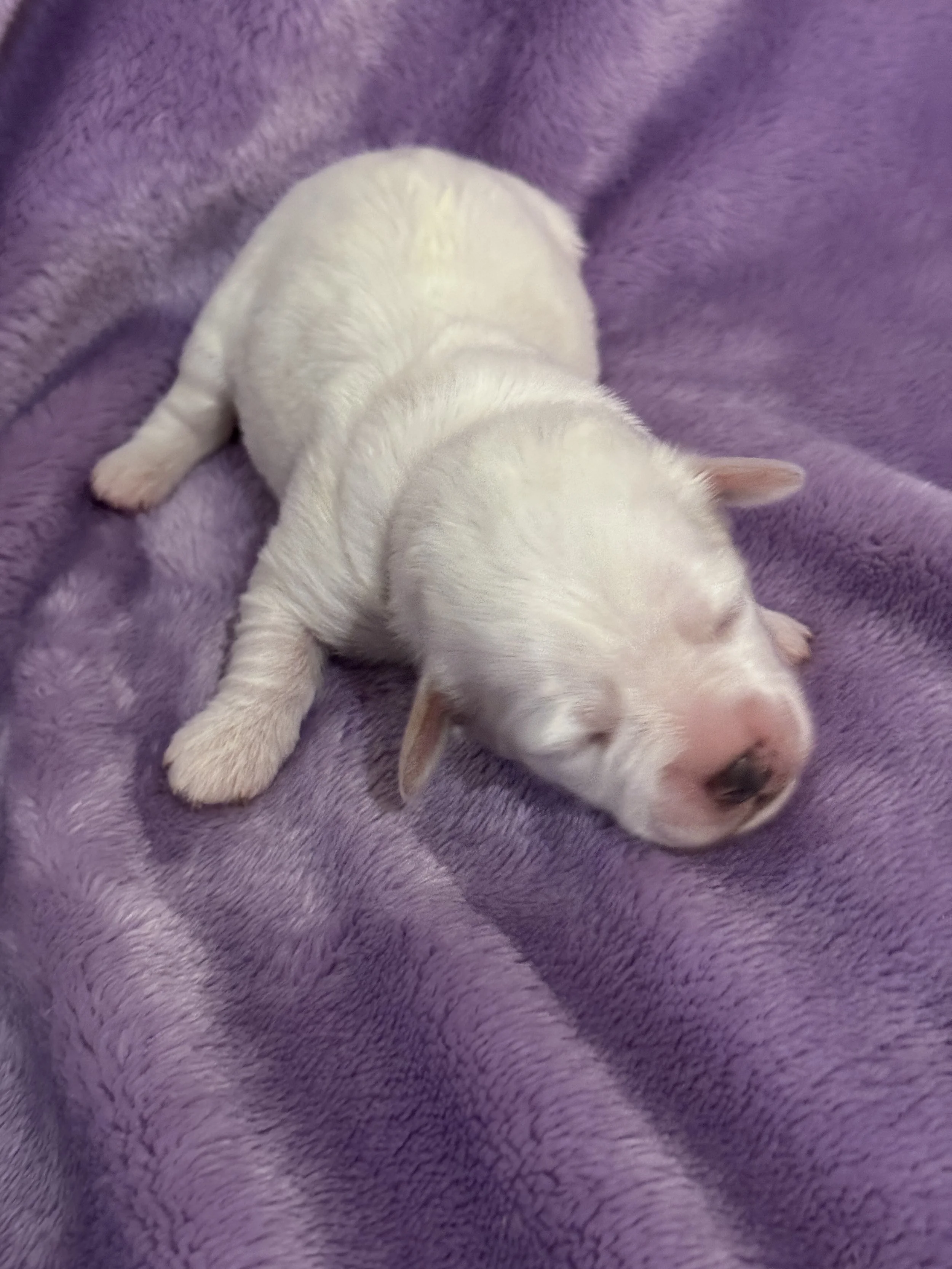 One Week Old .1.jpeg