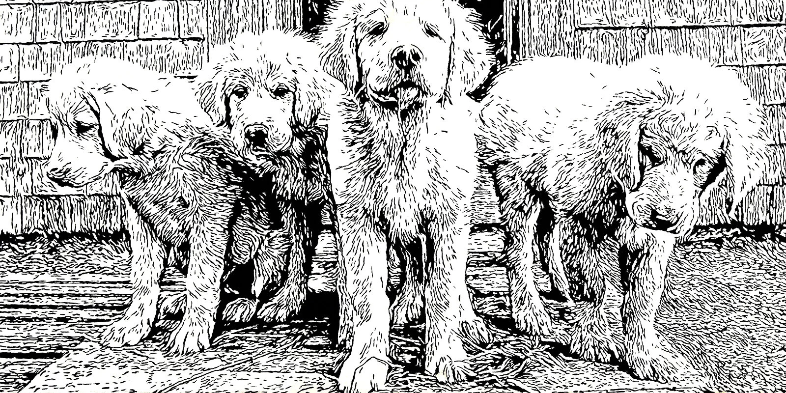Guard Dogs B&W(net).jpg