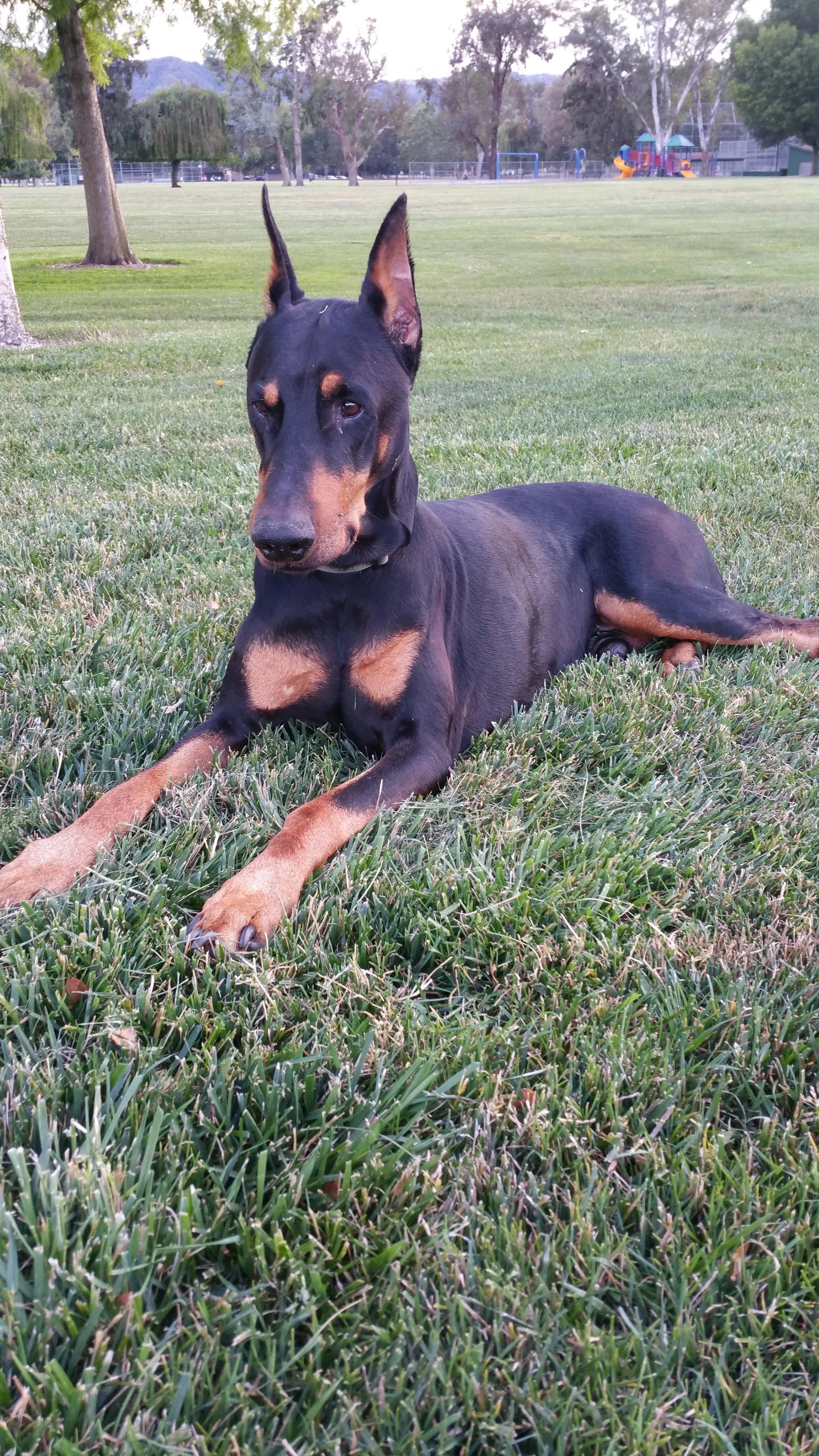 MyDobie-Akash.jpg
