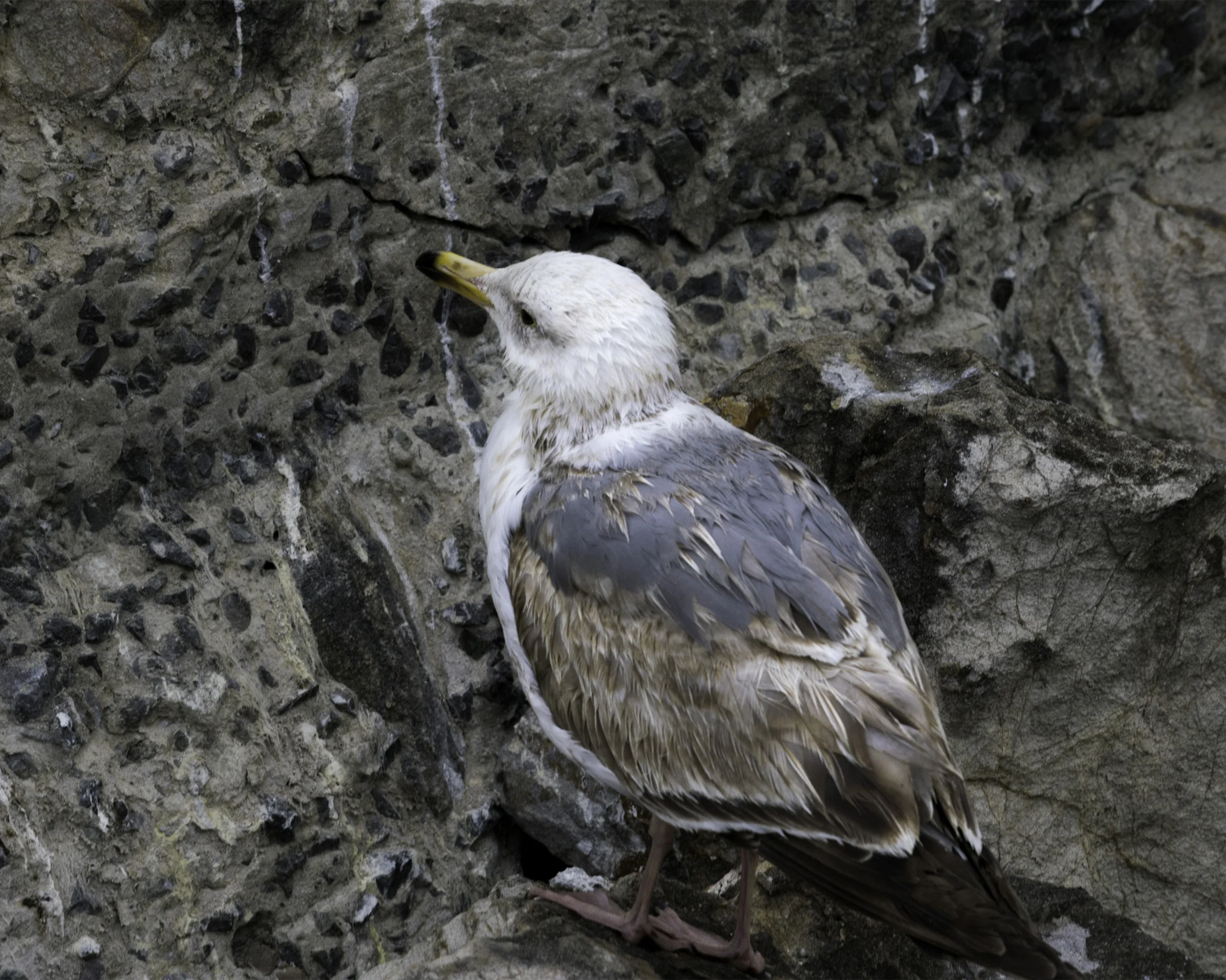 Bird copy.jpg