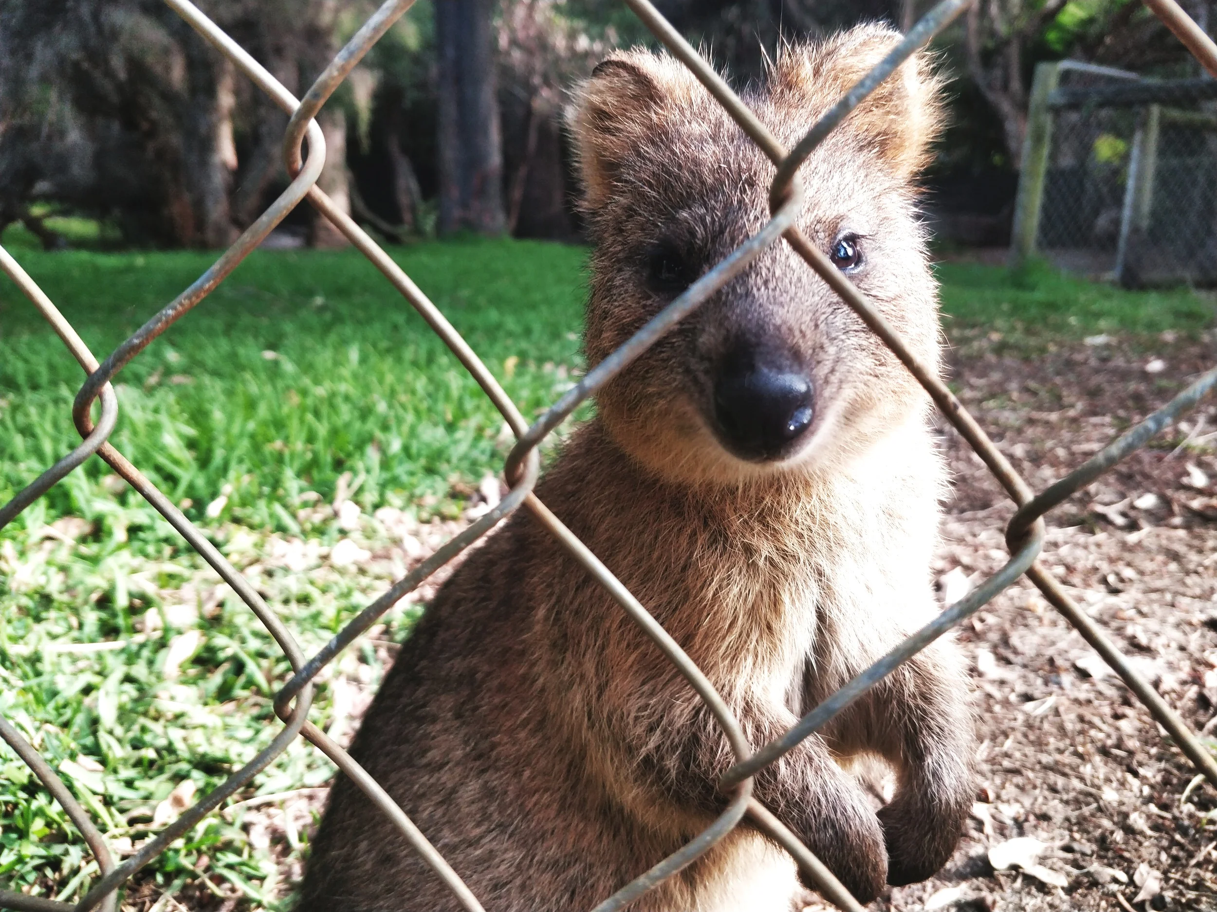 Quokka Posing at the Caversham Wildlife Park WA TOURS