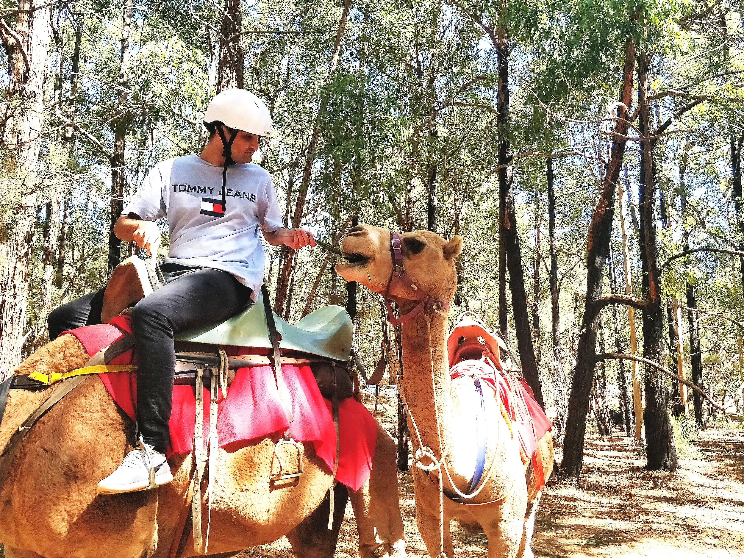 Camel ride in Perth - WA Tours