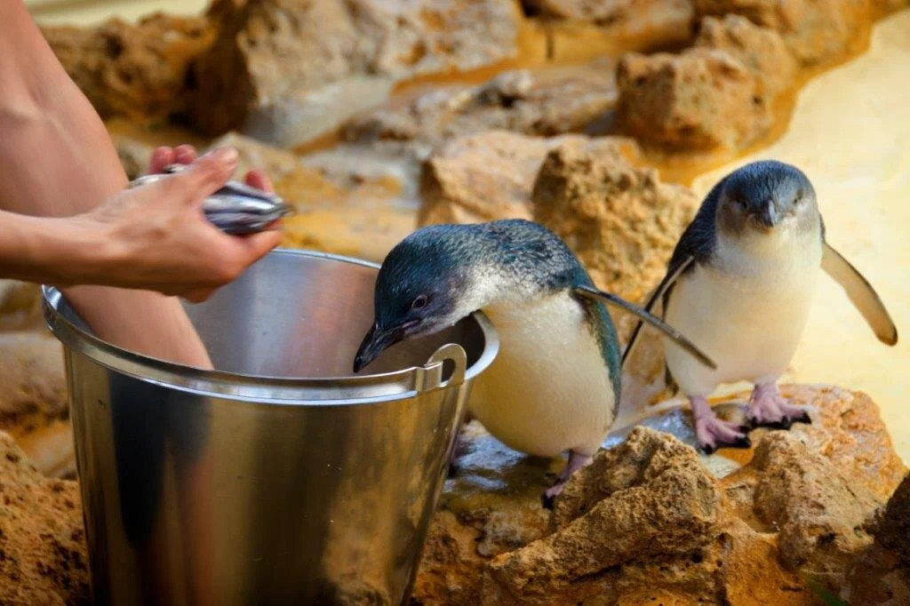 Penguin Island Tour  (Half Day Group Tour) 