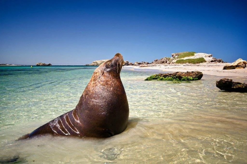Sealion in Penguin Island- WA TOURS