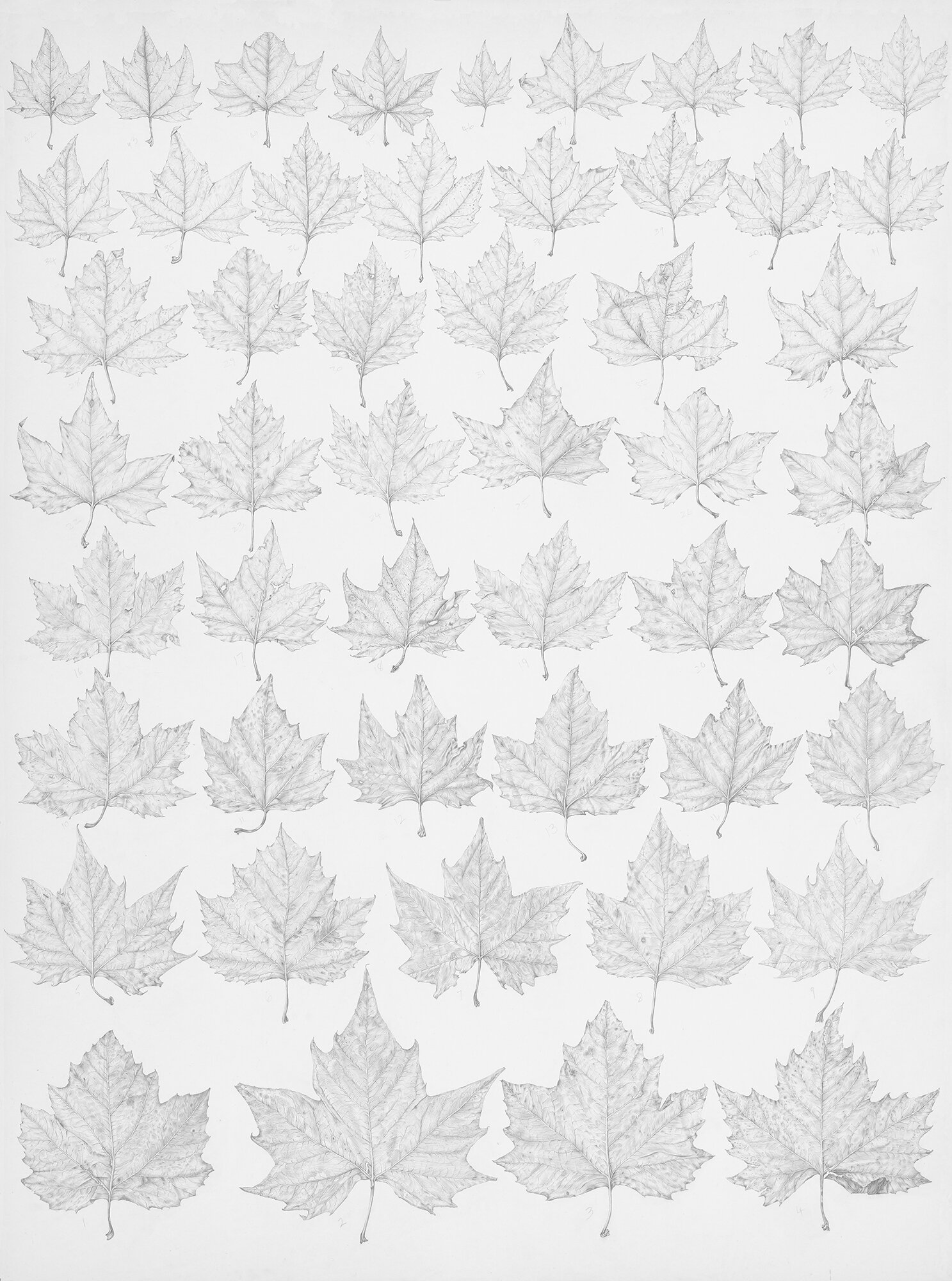 50 Leaves (full image)