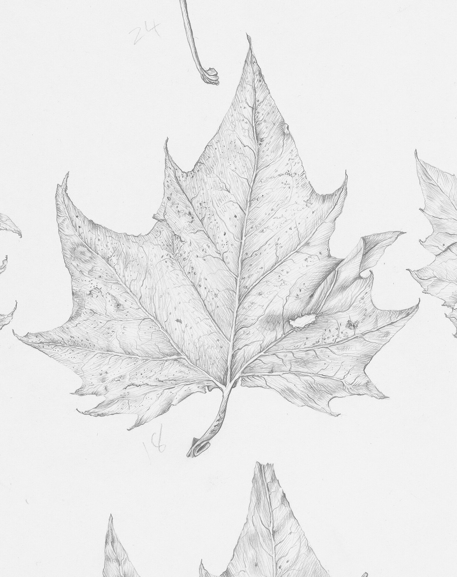 50 Leaves (detail)