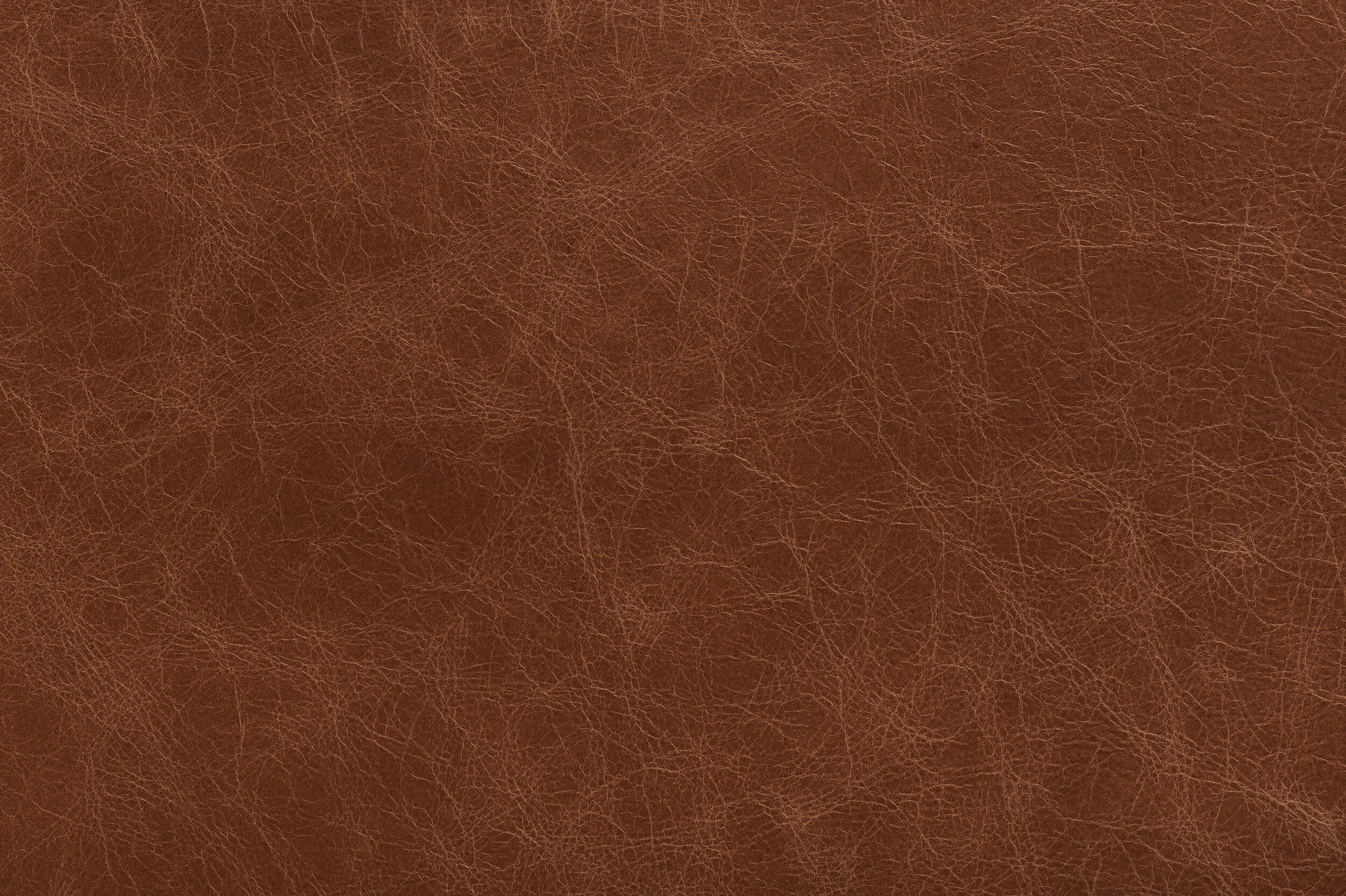 POW - Saddle Up | POW-02