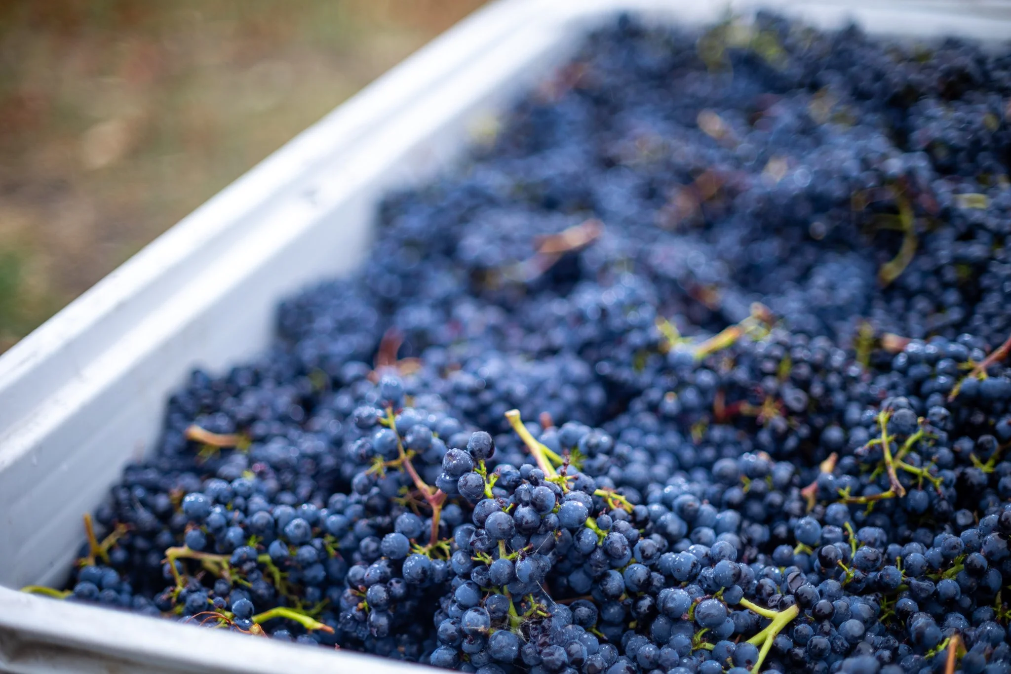 Haddow & Dineen-068.jpg