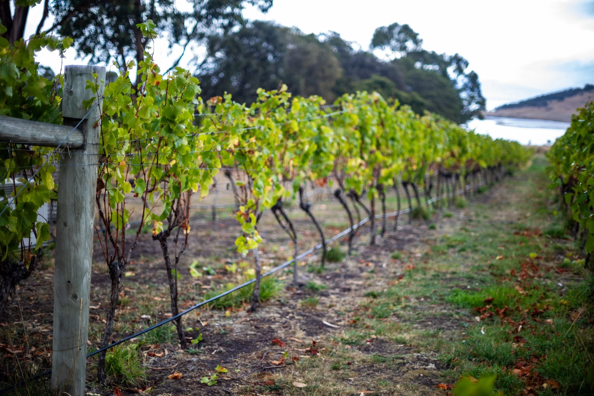 Haddow & Dineen-069.jpg