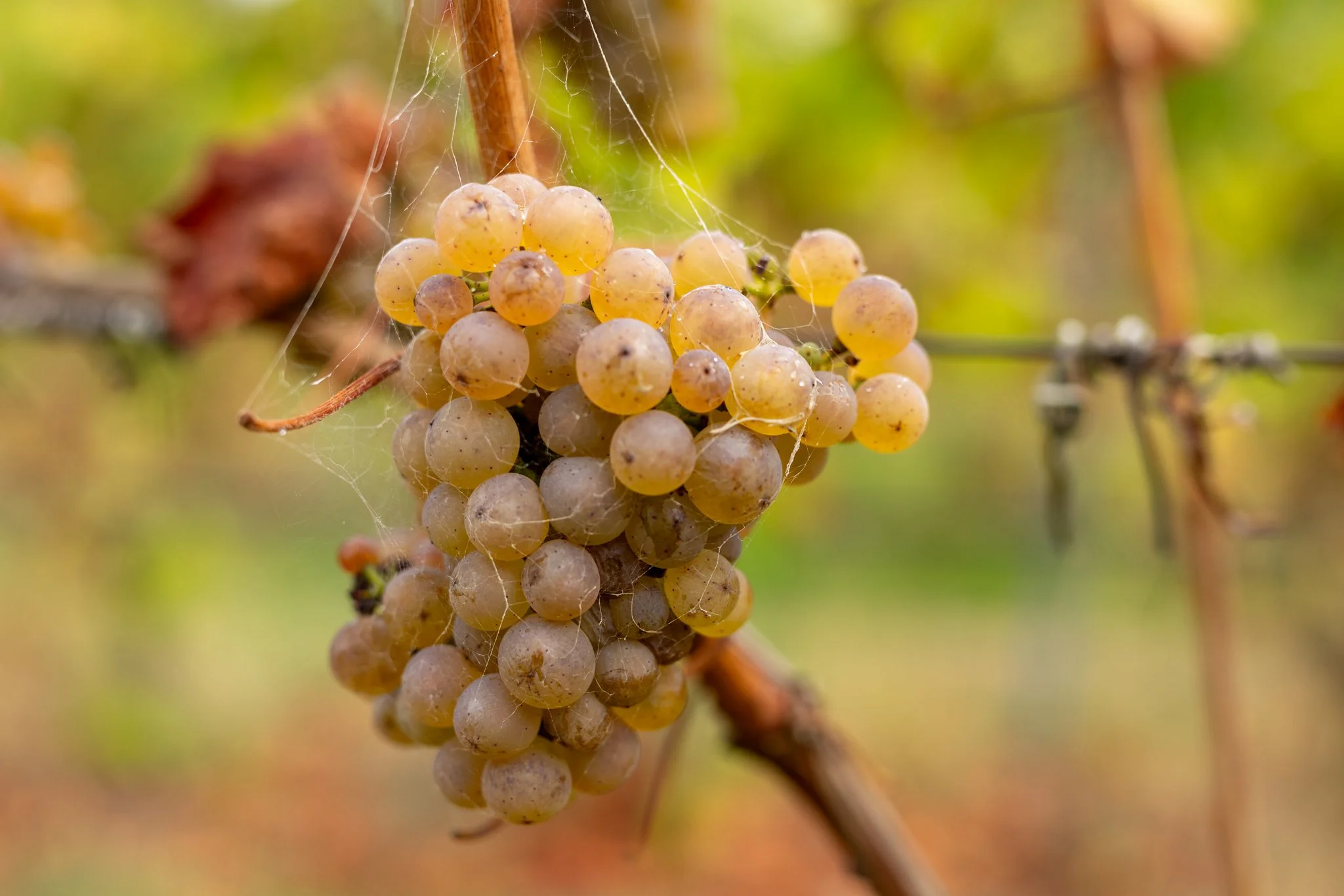 Haddow & Dineen-087.jpg