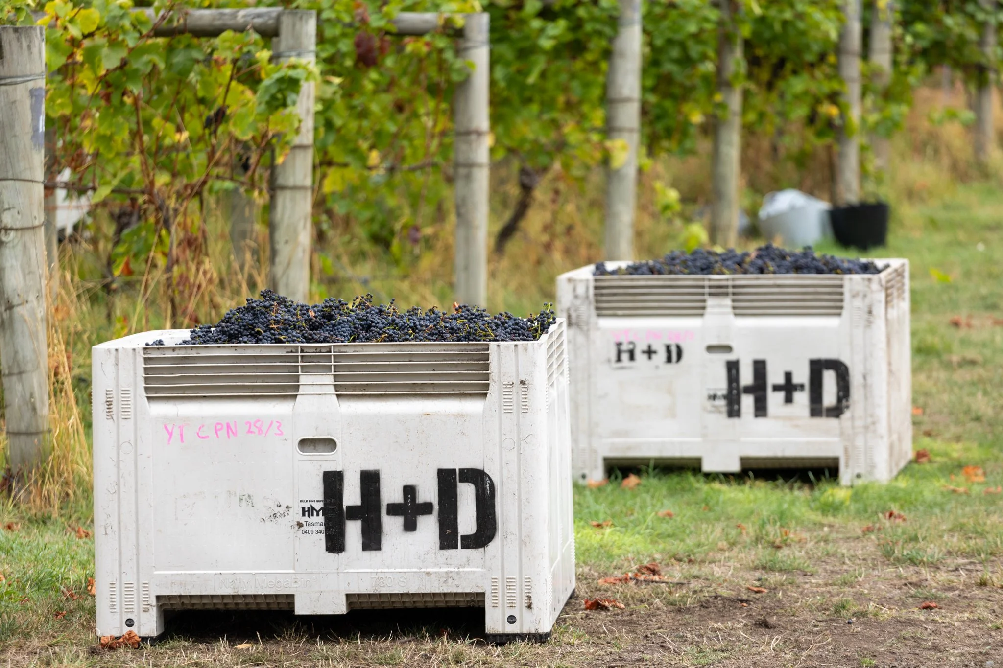 Haddow & Dineen-132.jpg