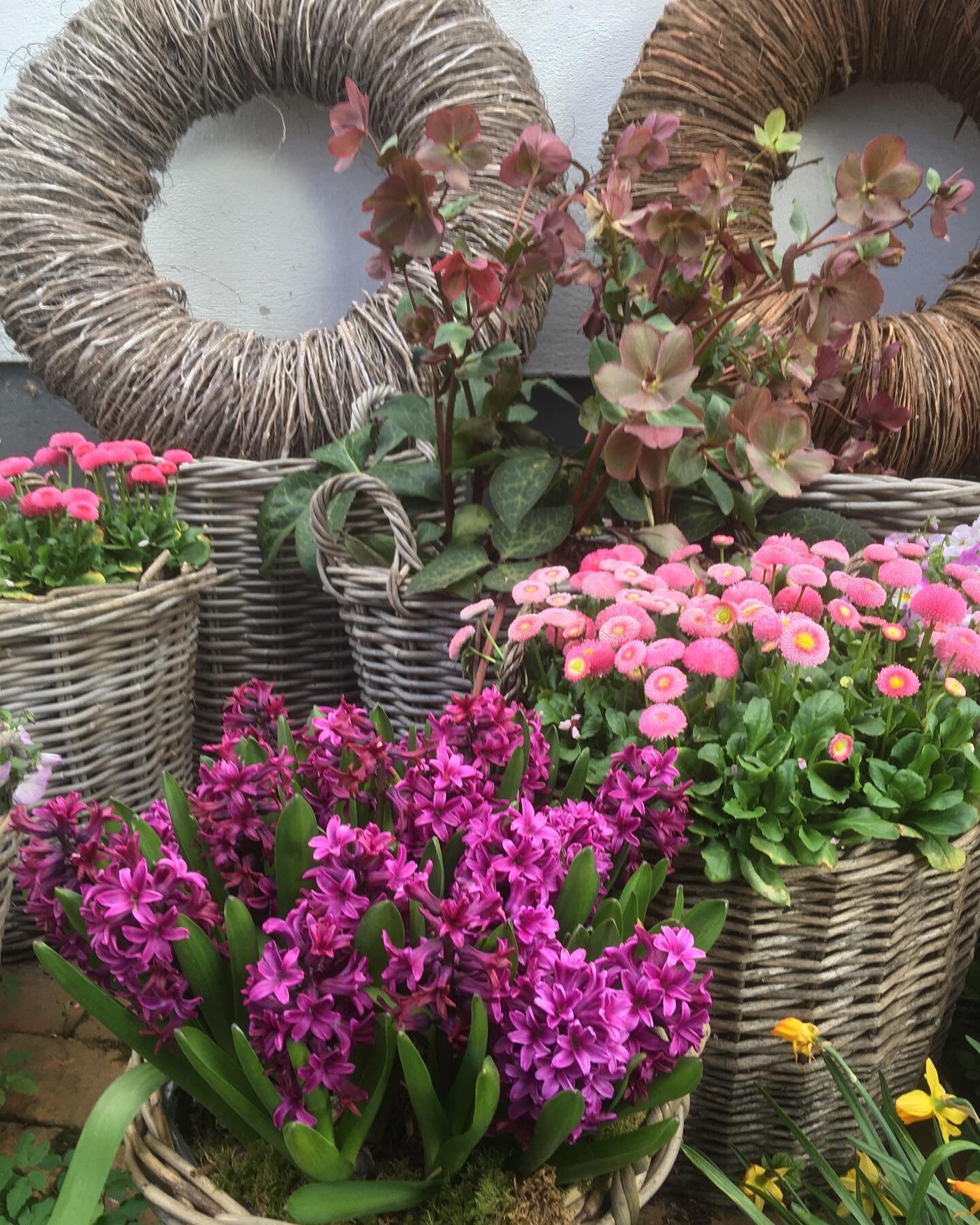 Ahhhh heute endlich mal Sonne ☀️ da musste ich sofort raus und meine Fr&uuml;hlingsblumen fotografieren. Sie verbreiten einfach soviel Freude 🌿🌸🌷🐰sch&ouml;nen Tag ihr Lieben 💕

#ostern#blumen#fr&uuml;hling#spring#t&uuml;rkranz#flowers#bellis#tul